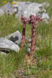 Fotografia da espécie Sempervivum tectorum