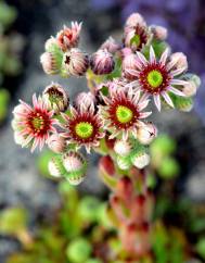 Sempervivum tectorum