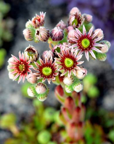 Fotografia de capa Sempervivum tectorum - do Jardim Botânico