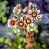 Fotografia 1 da espécie Sempervivum tectorum do Jardim Botânico UTAD