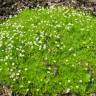 Fotografia 8 da espécie Sagina subulata do Jardim Botânico UTAD