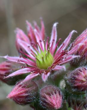 Fotografia 15 da espécie Sempervivum tectorum no Jardim Botânico UTAD