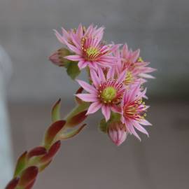 Fotografia da espécie Sempervivum tectorum