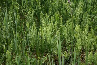 Fotografia da espécie Thelypteris palustris