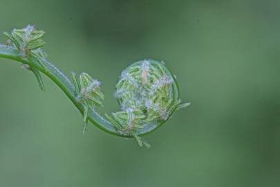 Fotografia da espécie Thelypteris palustris