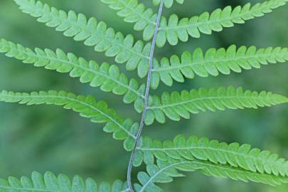 Fotografia da espécie Thelypteris palustris