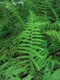 Fotografia da espécie Thelypteris palustris