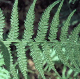 Fotografia da espécie Thelypteris palustris