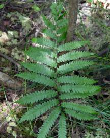 Fotografia da espécie Thelypteris palustris