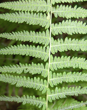 Fotografia 8 da espécie Thelypteris palustris no Jardim Botânico UTAD