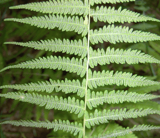 Fotografia da espécie Thelypteris palustris