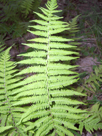 Fotografia da espécie Thelypteris palustris