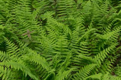 Fotografia da espécie Thelypteris palustris