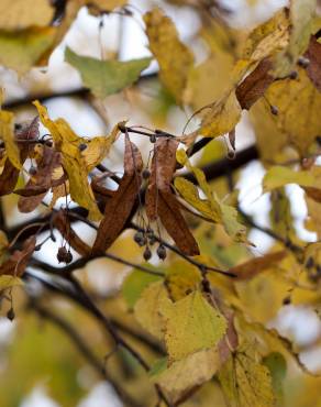 Fotografia 3 da espécie Tilia americana no Jardim Botânico UTAD