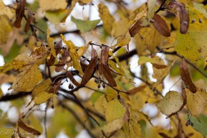 Fotografia da espécie Tilia americana