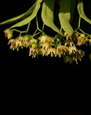 Fotografia 4 da espécie Tilia americana no Jardim Botânico UTAD