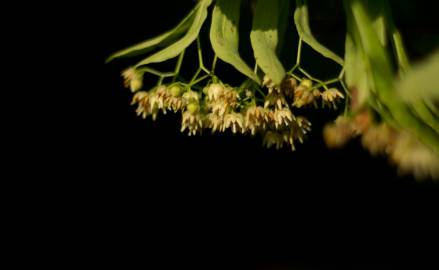 Fotografia da espécie Tilia americana