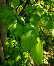 Fotografia da espécie Tilia americana