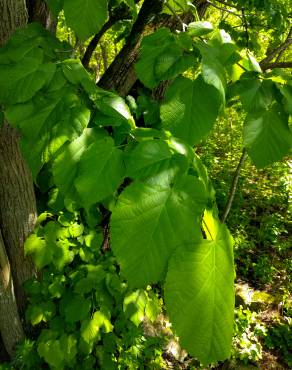 Fotografia 5 da espécie Tilia americana no Jardim Botânico UTAD