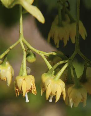 Fotografia 7 da espécie Tilia americana no Jardim Botânico UTAD