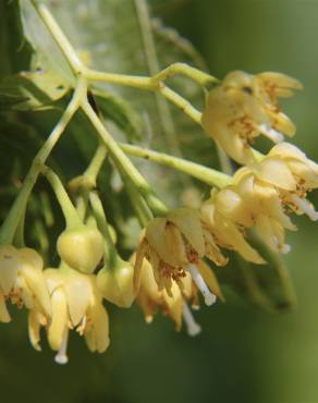 Fotografia 8 da espécie Tilia americana no Jardim Botânico UTAD