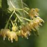 Fotografia 8 da espécie Tilia americana do Jardim Botânico UTAD