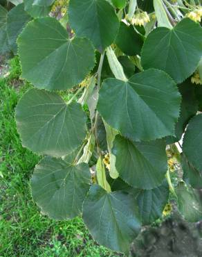 Fotografia 9 da espécie Tilia americana no Jardim Botânico UTAD