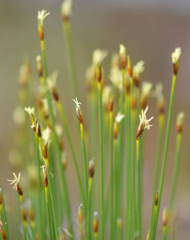 Fotografia de capa Trichophorum cespitosum - do Jardim Botânico