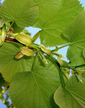 Fotografia 10 da espécie Tilia americana no Jardim Botânico UTAD