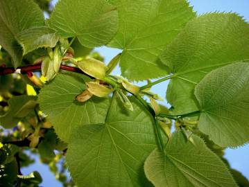 Fotografia da espécie Tilia americana