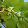 Fotografia 10 da espécie Tilia americana do Jardim Botânico UTAD