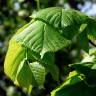 Fotografia 11 da espécie Tilia americana do Jardim Botânico UTAD