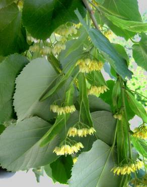 Fotografia 1 da espécie Tilia americana no Jardim Botânico UTAD