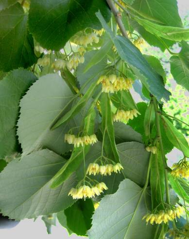 Fotografia de capa Tilia americana - do Jardim Botânico