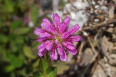 Fotografia da espécie Trifolium resupinatum