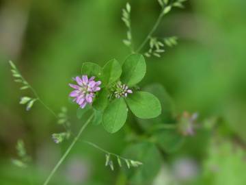 Fotografia da espécie Trifolium resupinatum