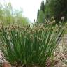 Fotografia 5 da espécie Trichophorum cespitosum do Jardim Botânico UTAD