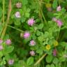 Fotografia 4 da espécie Trifolium resupinatum do Jardim Botânico UTAD
