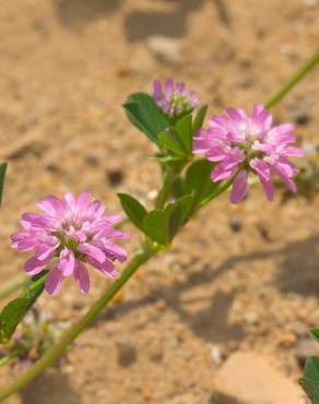 Fotografia 5 da espécie Trifolium resupinatum no Jardim Botânico UTAD