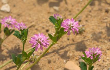 Fotografia da espécie Trifolium resupinatum