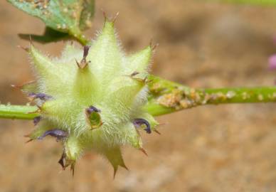 Fotografia da espécie Trifolium resupinatum