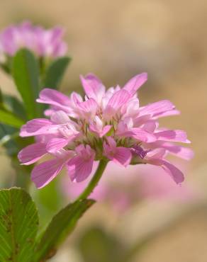 Fotografia 7 da espécie Trifolium resupinatum no Jardim Botânico UTAD