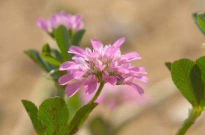 Fotografia da espécie Trifolium resupinatum