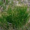 Fotografia 7 da espécie Trichophorum cespitosum do Jardim Botânico UTAD