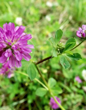 Fotografia 8 da espécie Trifolium resupinatum no Jardim Botânico UTAD