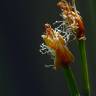 Fotografia 9 da espécie Trichophorum cespitosum do Jardim Botânico UTAD