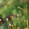 Fotografia 10 da espécie Trichophorum cespitosum do Jardim Botânico UTAD