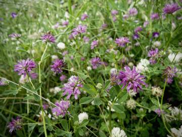 Fotografia da espécie Trifolium resupinatum