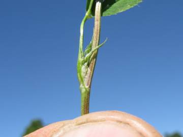 Fotografia da espécie Trifolium resupinatum