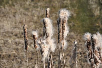 Fotografia da espécie Typha latifolia